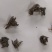 安徽野生猫爪草一公斤一包新货水洗猫爪草十公斤包邮