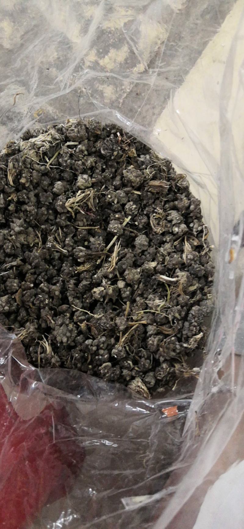 安徽野生猫爪草一公斤一包新货水洗猫爪草十公斤包邮