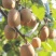 猕猴桃