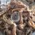 渤海湾摘网皮皮虾，熟皮皮虾