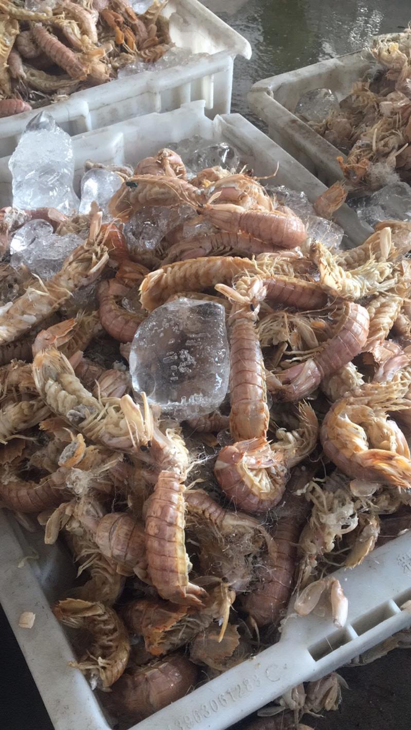 渤海湾摘网皮皮虾，熟皮皮虾
