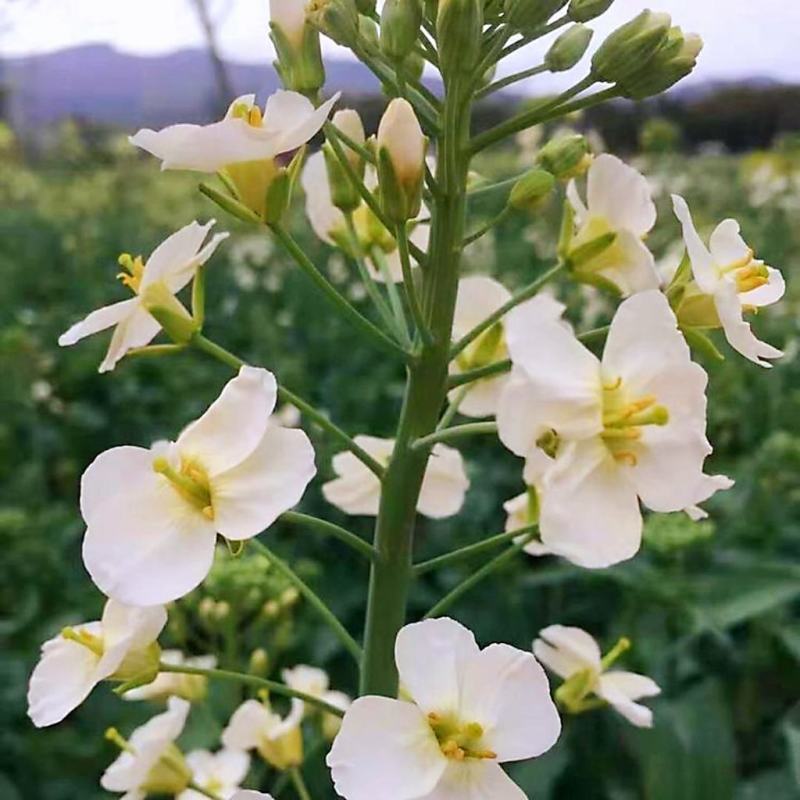 彩色油菜花种子进口七彩油菜花种子大花彩色油菜花油菜籽