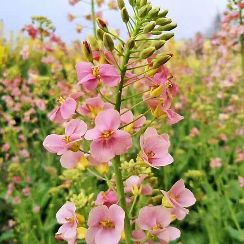 彩色油菜花种子进口七彩油菜花种子大花彩色油菜花油菜籽