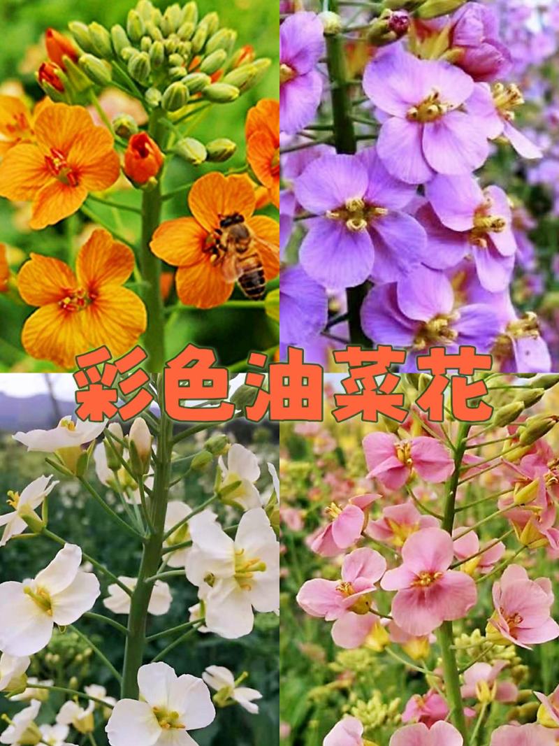 彩色油菜花种子进口七彩油菜花种子大花彩色油菜花油菜籽