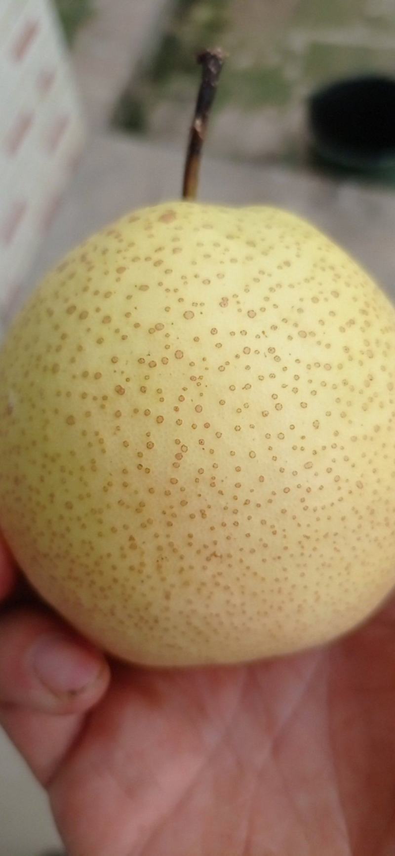 酥梨