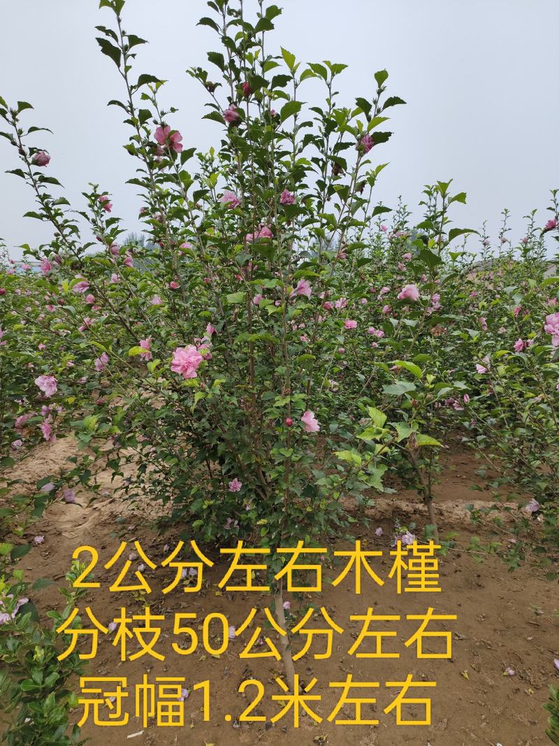 木槿，丛生木槿，低分枝独杆木槿，玫瑰木槿，规格多