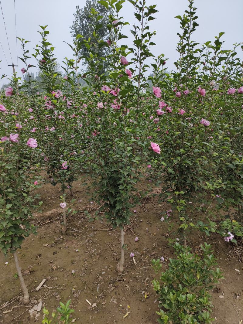木槿，丛生木槿，低分枝独杆木槿，玫瑰木槿，规格多