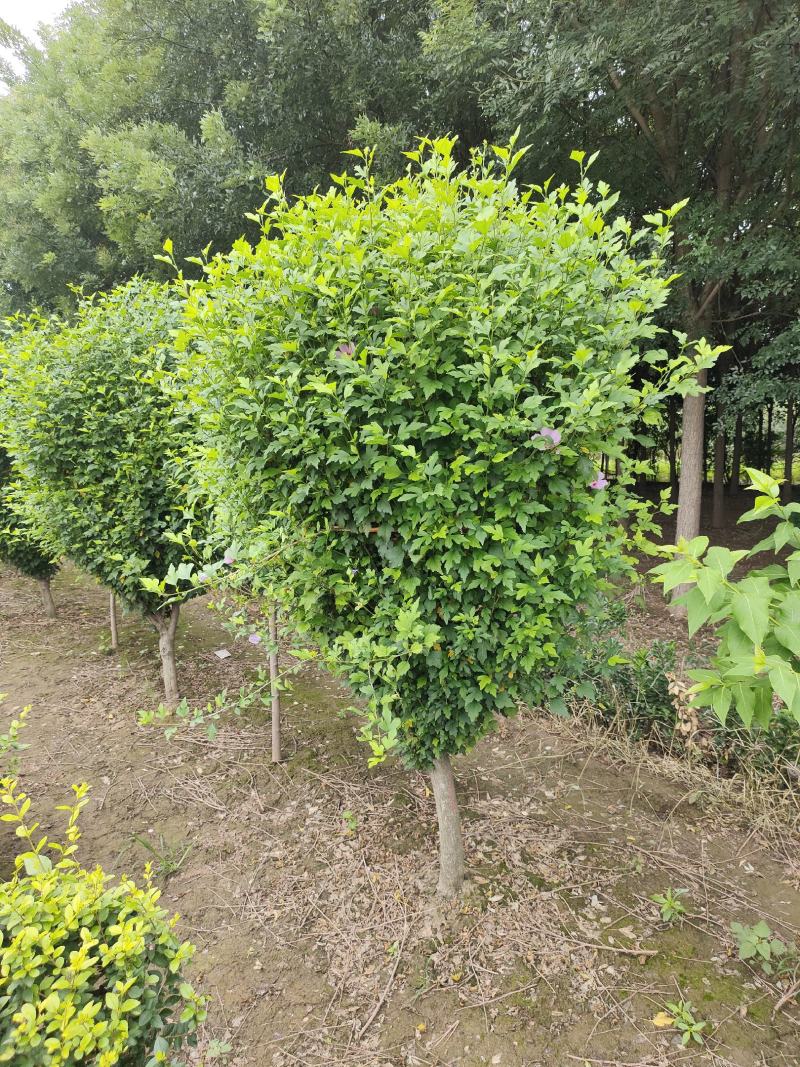 木槿，丛生木槿，低分枝独杆木槿，玫瑰木槿，规格多