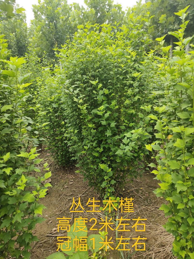 木槿，丛生木槿，低分枝独杆木槿，玫瑰木槿，规格多