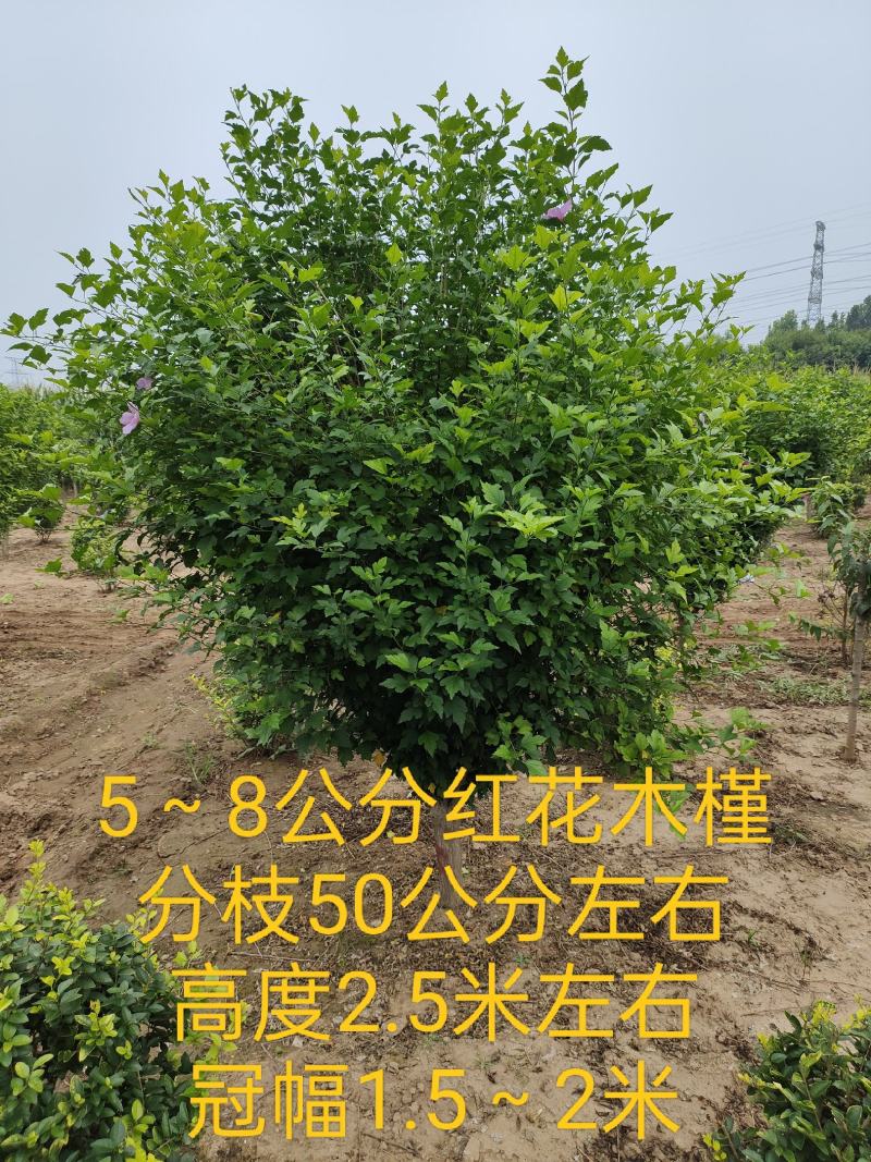 木槿，丛生木槿，低分枝独杆木槿，玫瑰木槿，规格多