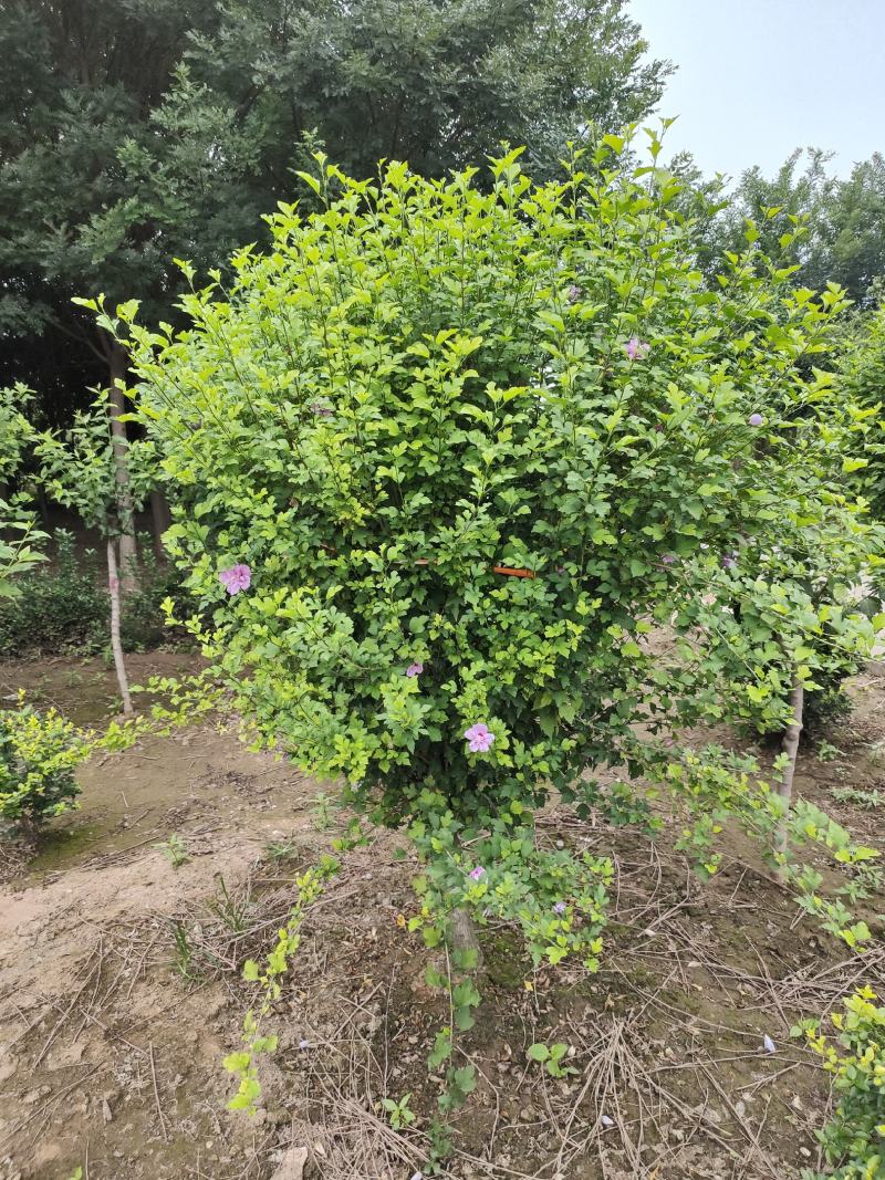 木槿，丛生木槿，低分枝独杆木槿，玫瑰木槿，规格多