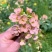 彩色油菜花种子七彩油菜籽黄色油菜子室外庭院景观花海花籽花