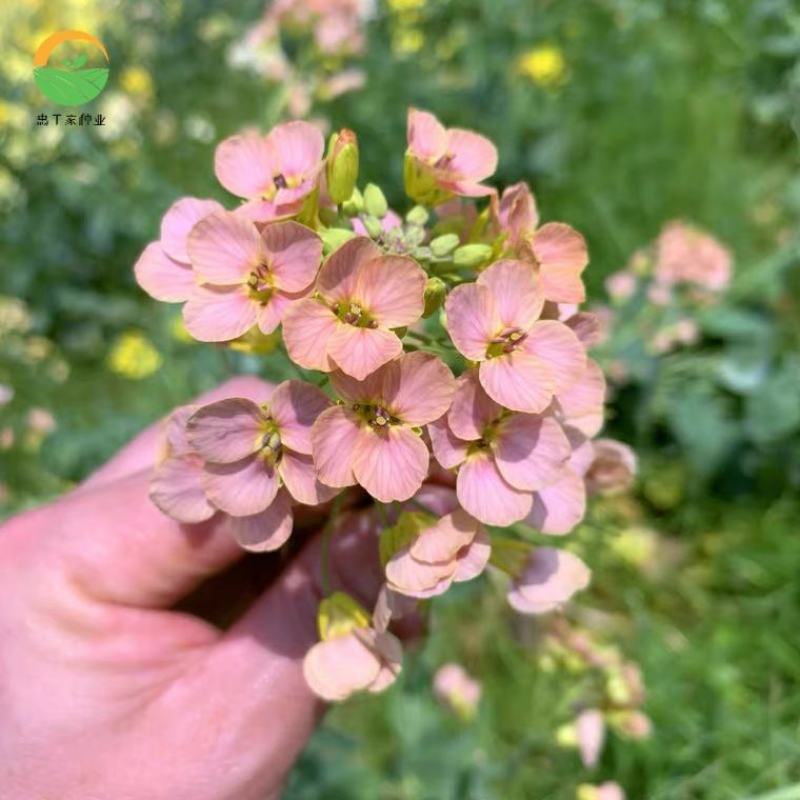 彩色油菜花种子七彩油菜籽黄色油菜子室外庭院景观花海花籽花