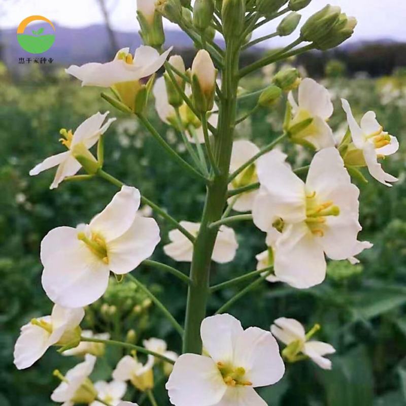 彩色油菜花种子七彩油菜籽黄色油菜子室外庭院景观花海花籽花