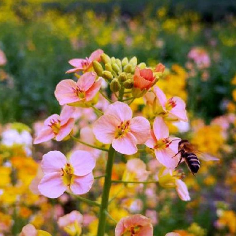 彩色油菜花种子七彩油菜籽黄色油菜子室外庭院景观花海花籽花