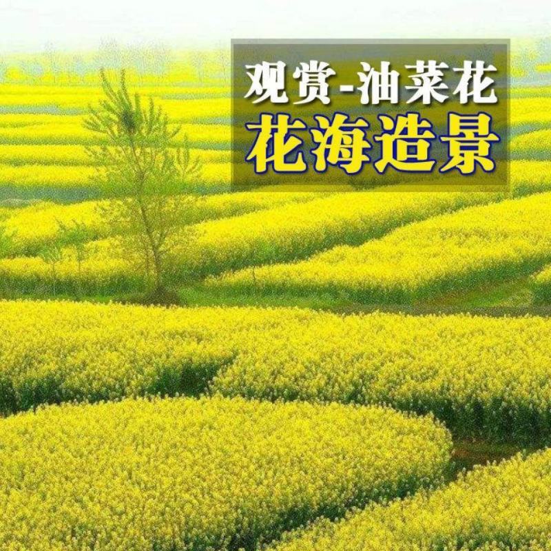 彩色油菜花种子七彩油菜籽黄色油菜子室外庭院景观花海花籽花