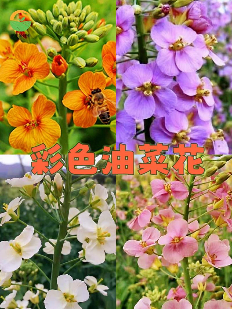彩色油菜花种子七彩油菜籽黄色油菜子室外庭院景观花海花籽花