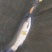 水库草鱼