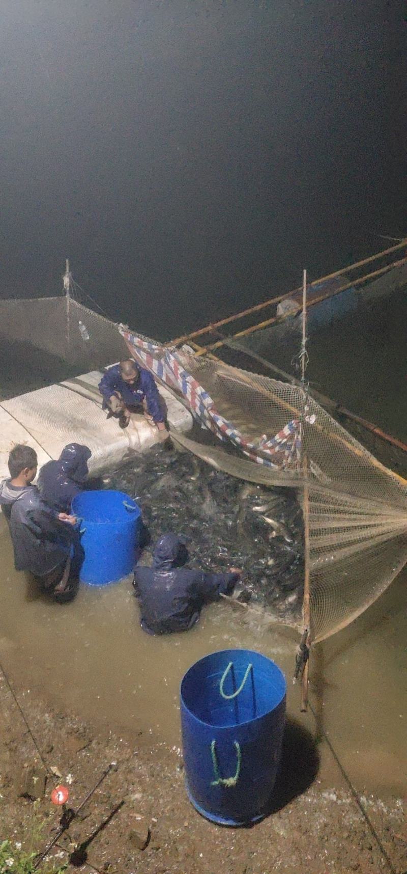 水库草鱼