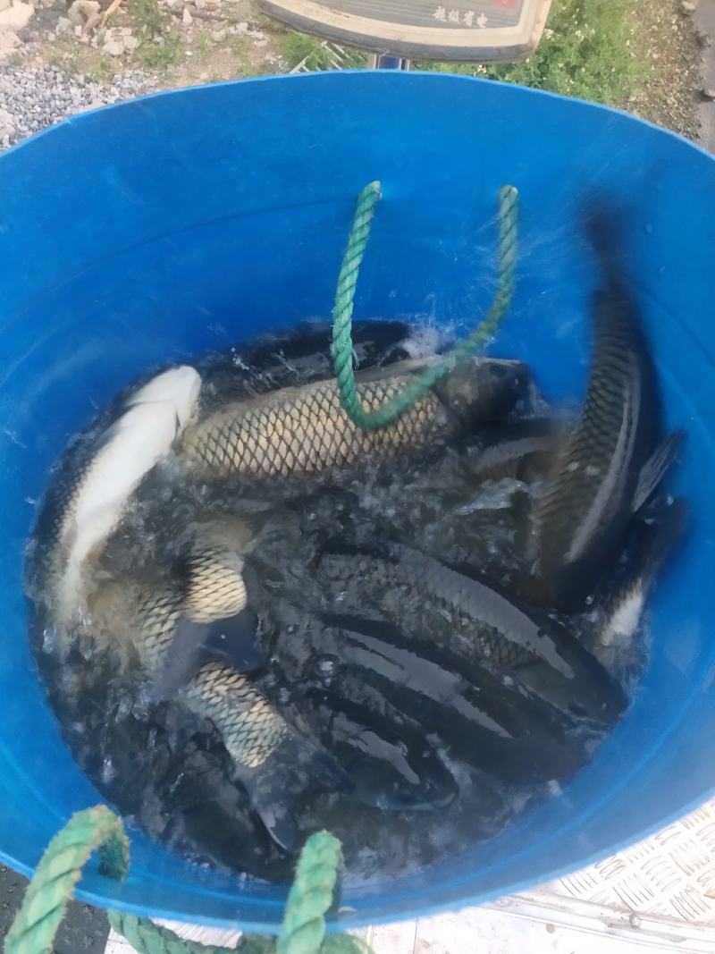 水库草鱼