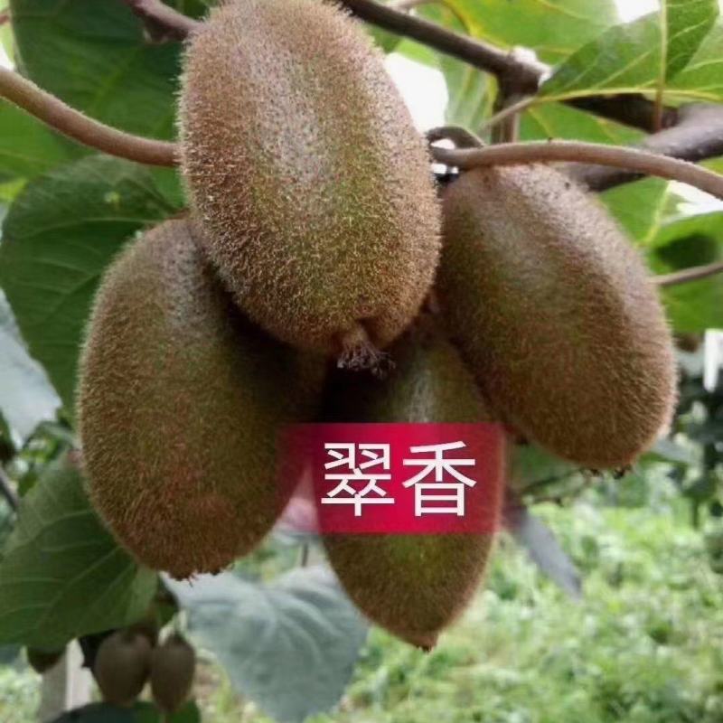 陕西周至绿心翠香猕猴桃大量上市，批发一件代发
