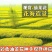彩色油菜花种子进口七彩油菜花种子大花彩色油菜花油菜籽