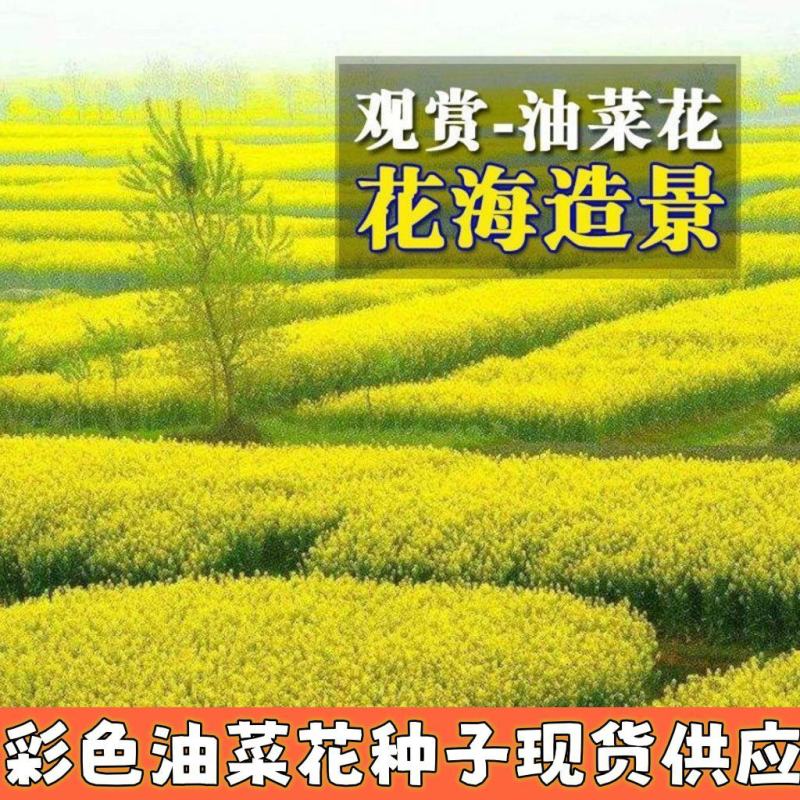 彩色油菜花种子进口七彩油菜花种子大花彩色油菜花油菜籽