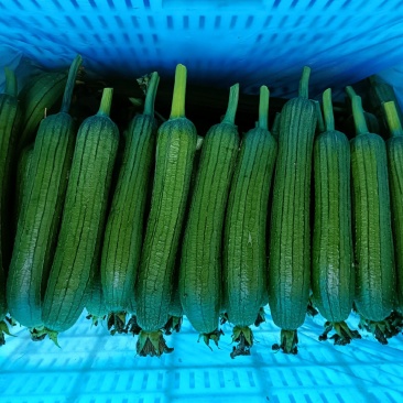 精品油皮丝瓜