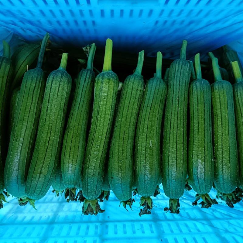 精品油皮丝瓜