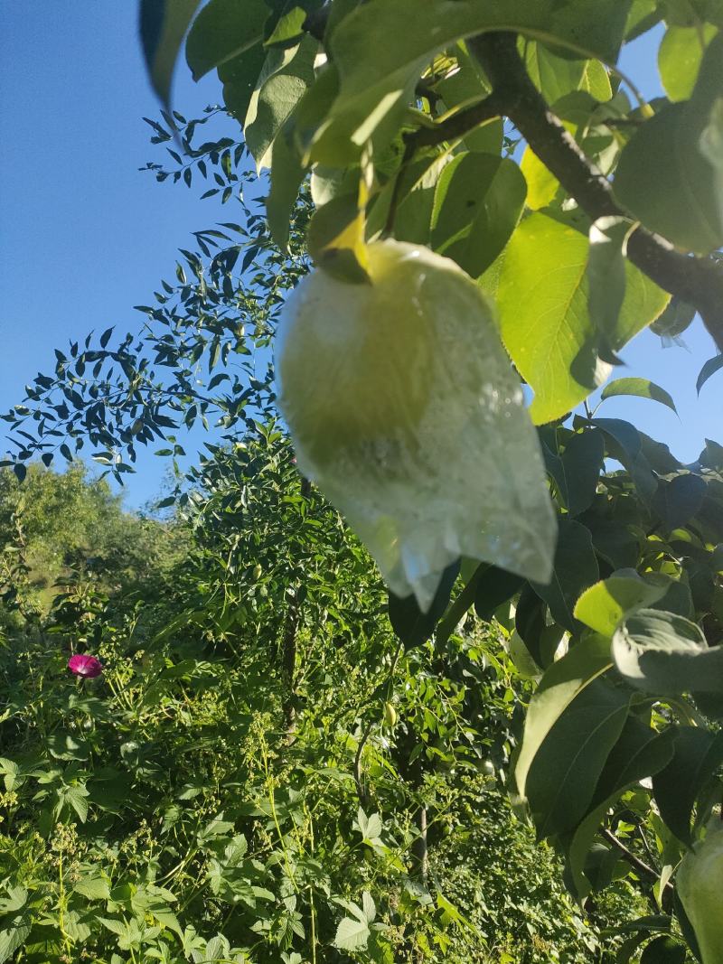 雪花梨