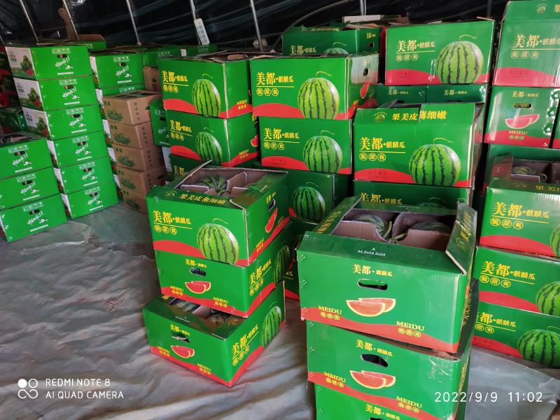 精品西瓜麒麟瓜大量上市货源充足量大从优品质好欢迎咨询