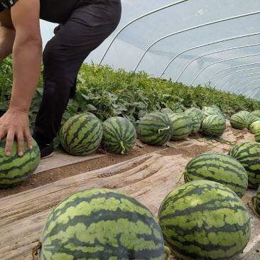 精品西瓜麒麟瓜大量上市货源充足量大从优品质好欢迎咨询