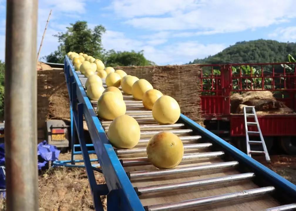 四川三红柚采摘现场,展示果农采摘与分拣过程 三红柚采摘现场