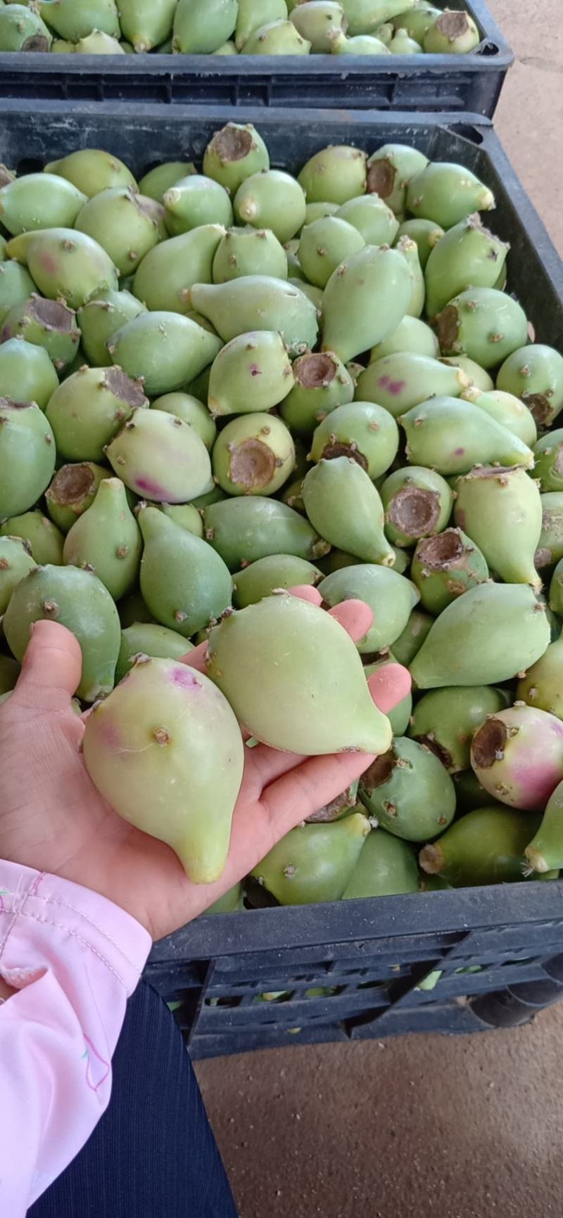 仙人掌果