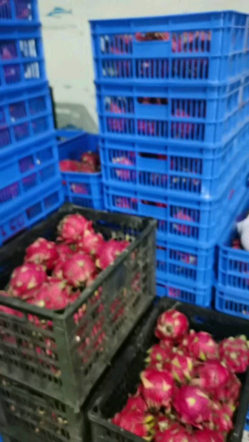 火龙果，石屏火龙果，走市场，一件代发