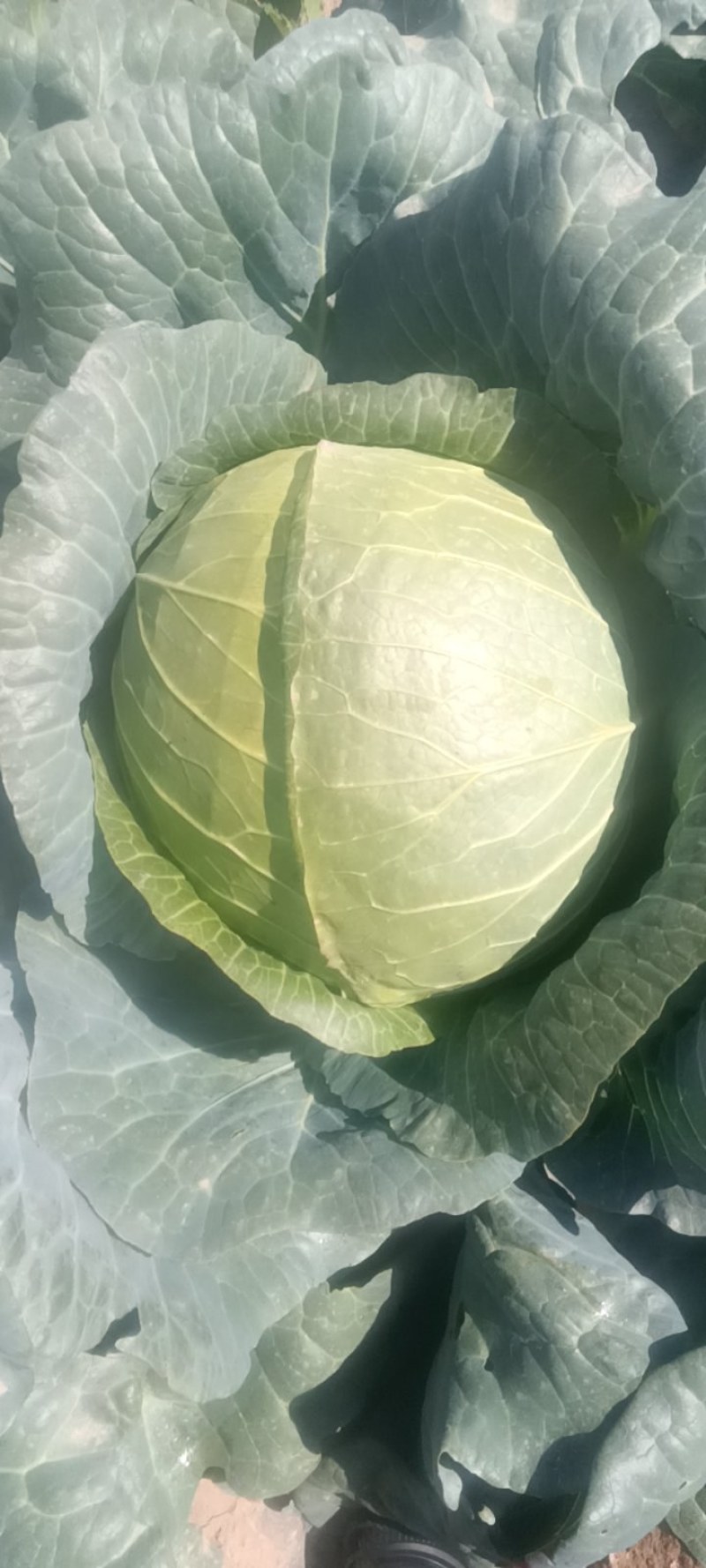 铁头莲花白大包菜铁头包菜8~15斤。质量好颜色好，包的实