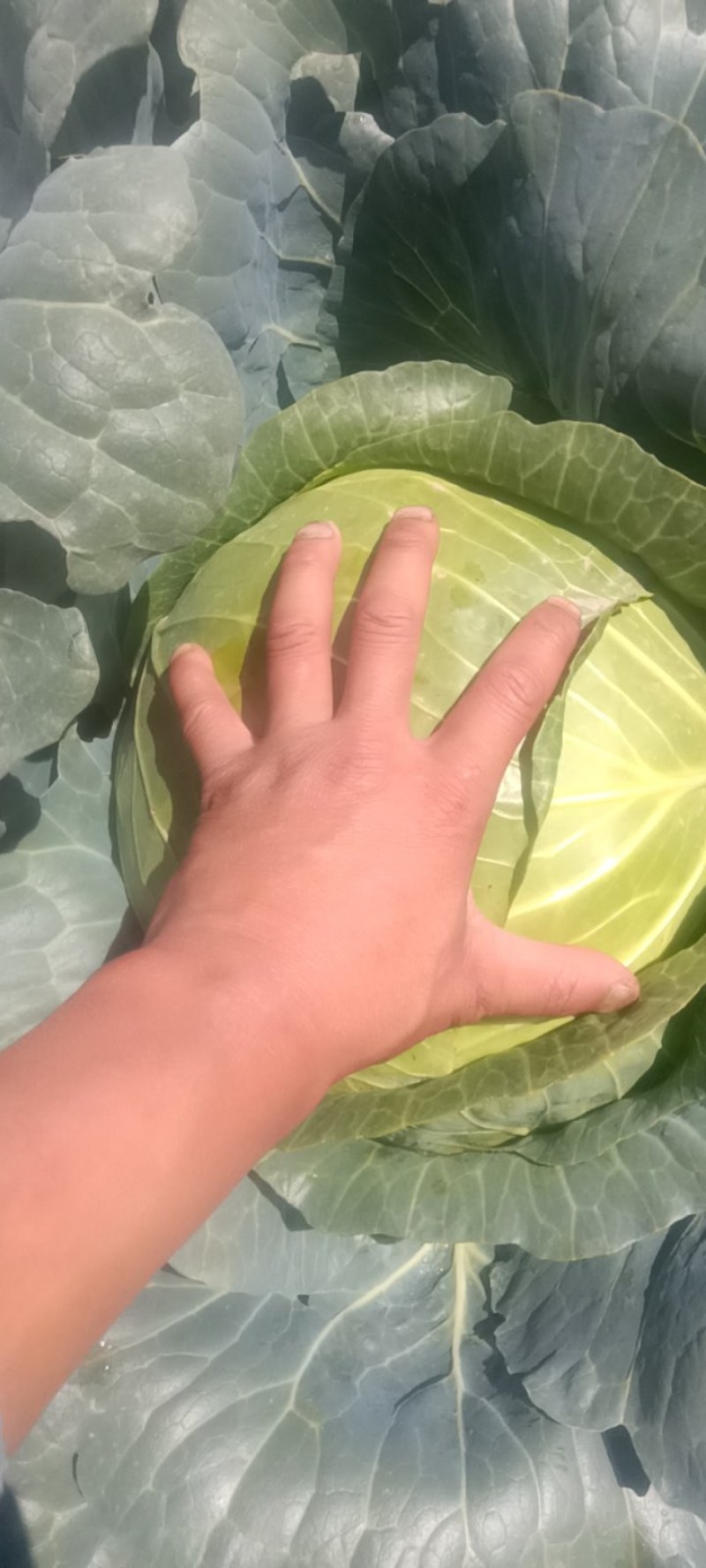 铁头莲花白大包菜铁头包菜8~15斤。质量好颜色好，包的实