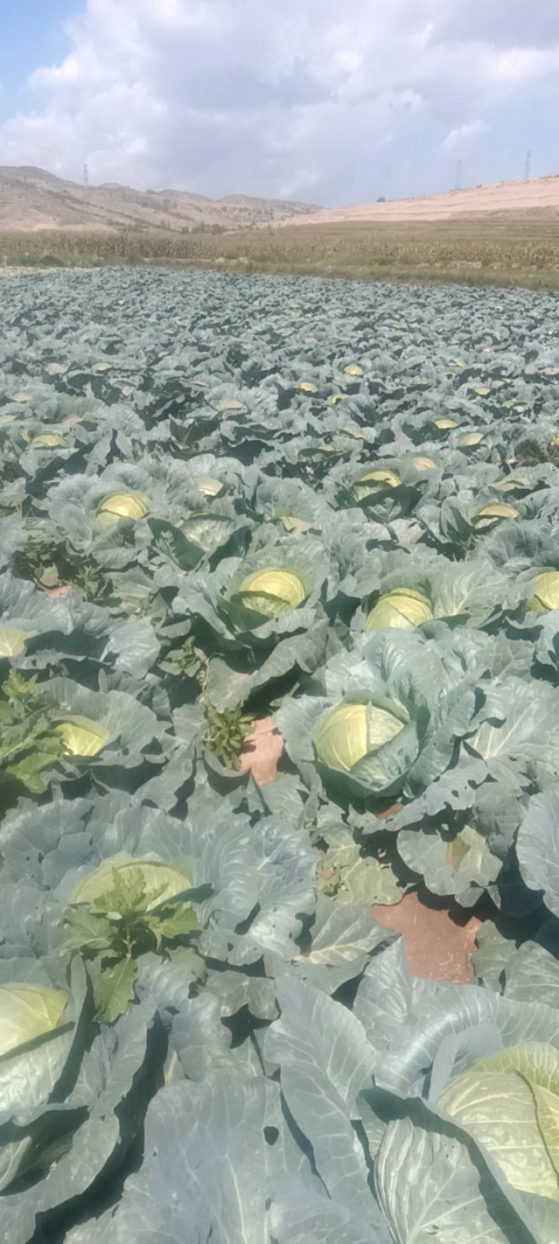 铁头莲花白大包菜铁头包菜8~15斤。质量好颜色好，包的实