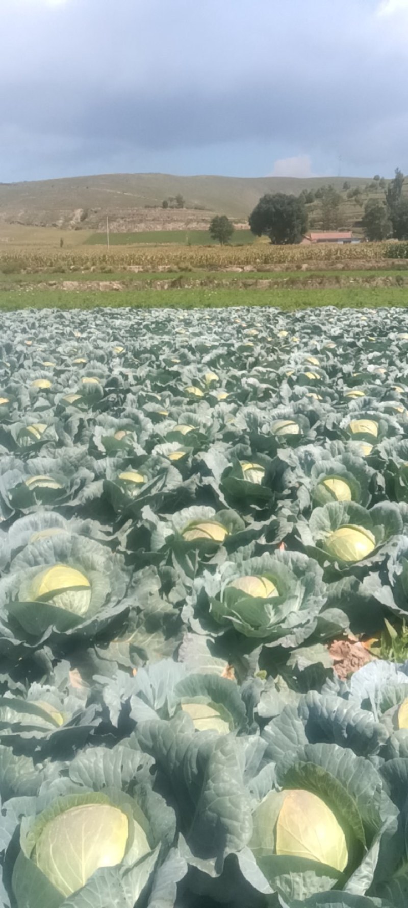铁头莲花白大包菜铁头包菜8~15斤。质量好颜色好，包的实
