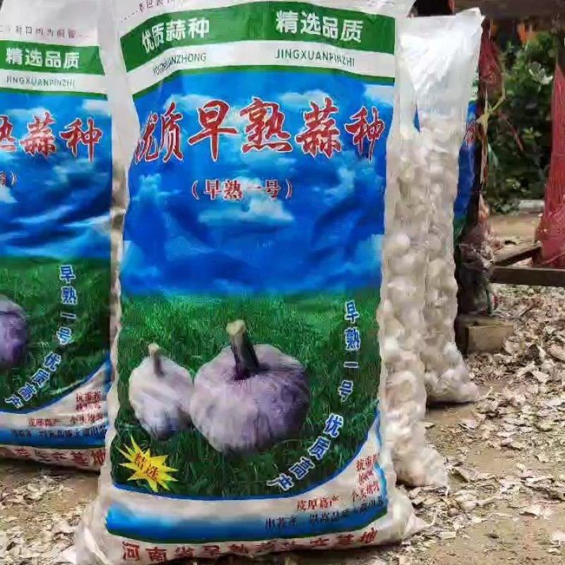 【优质精品】中牟早熟大蒜种子，紫皮红瓣，抽苔早，产量高。