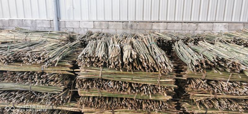 金丝实心竹，棕竹，麻竹，实心竹，