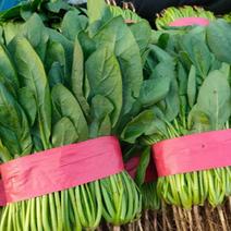 河北邯郸产地精品菠菜，叶片大，颜色绿，欢迎全国商超采购