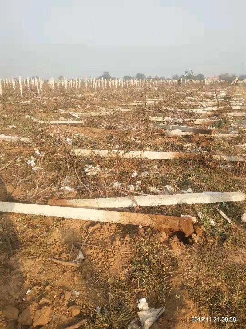 占地树，手工，机制水泥杆大量现货，自家果园，占地树苗大量