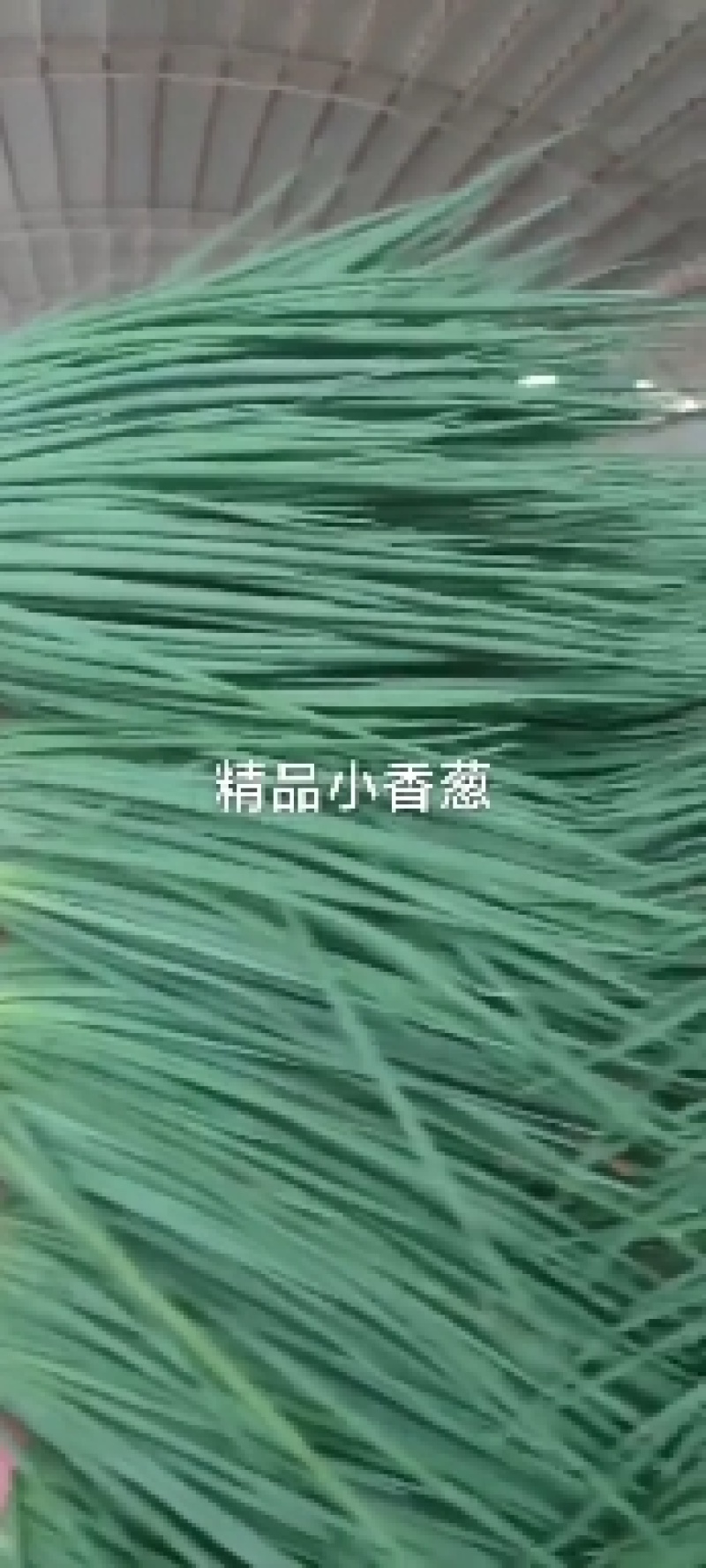 花菜菠菜油麦菜青椒茼蒿香葱等等