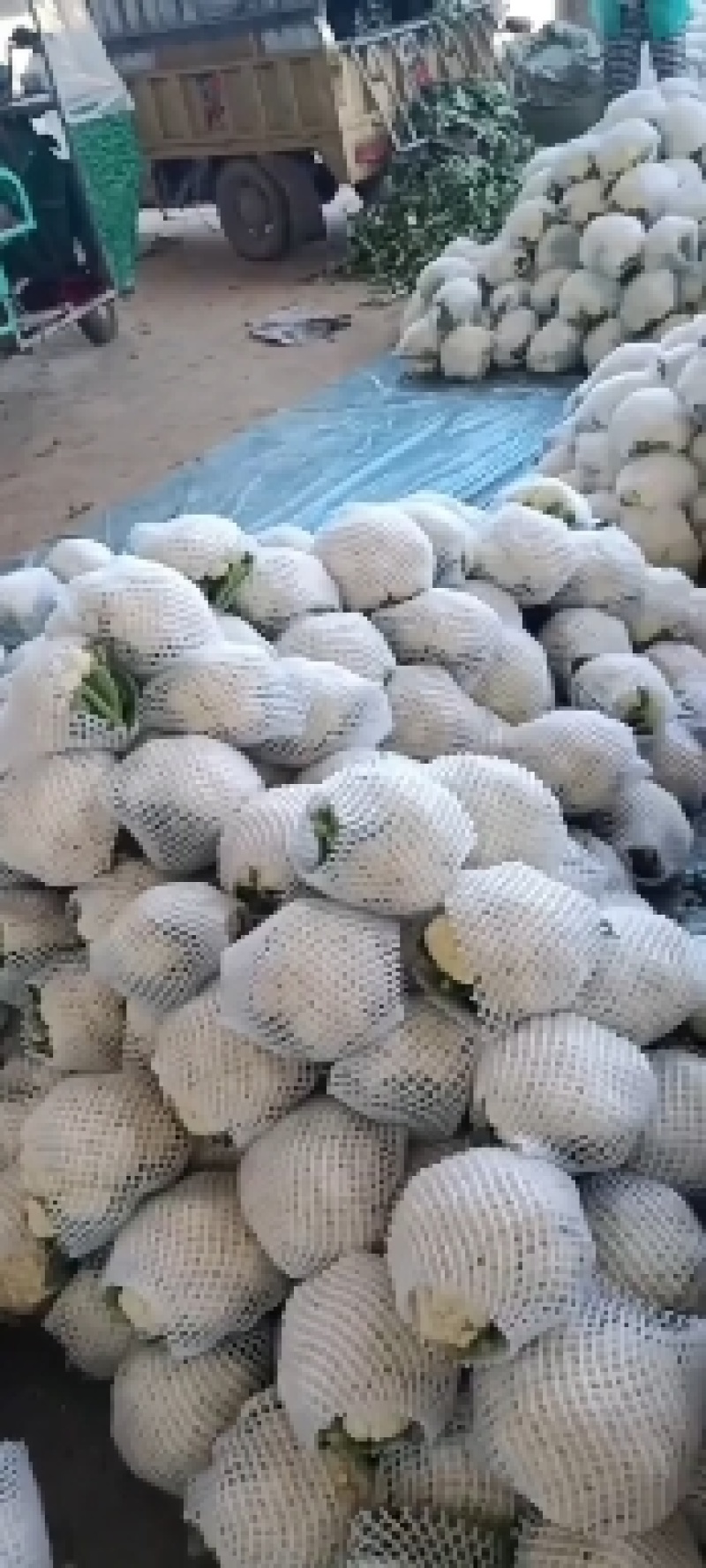 花菜菠菜油麦菜青椒茼蒿香葱等等