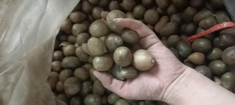 罗汉果仔仔果，地摊网红果，一斤有60个到65个，批发优惠
