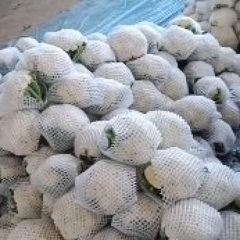 花菜菠菜油麦菜青椒茼蒿香葱等等