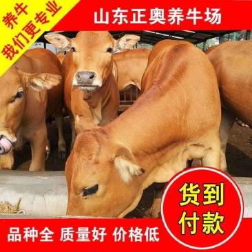 鲁西黄牛犊买五送一包成活送三个月草料包回收