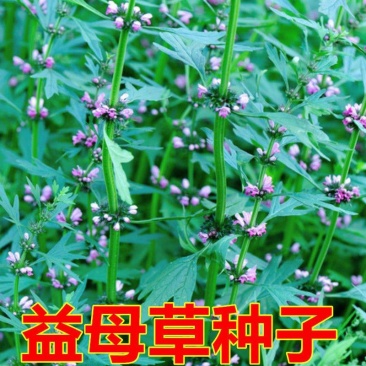 益母草药用药材四季种易活花种子花籽室内盆栽庭院绿化多年生