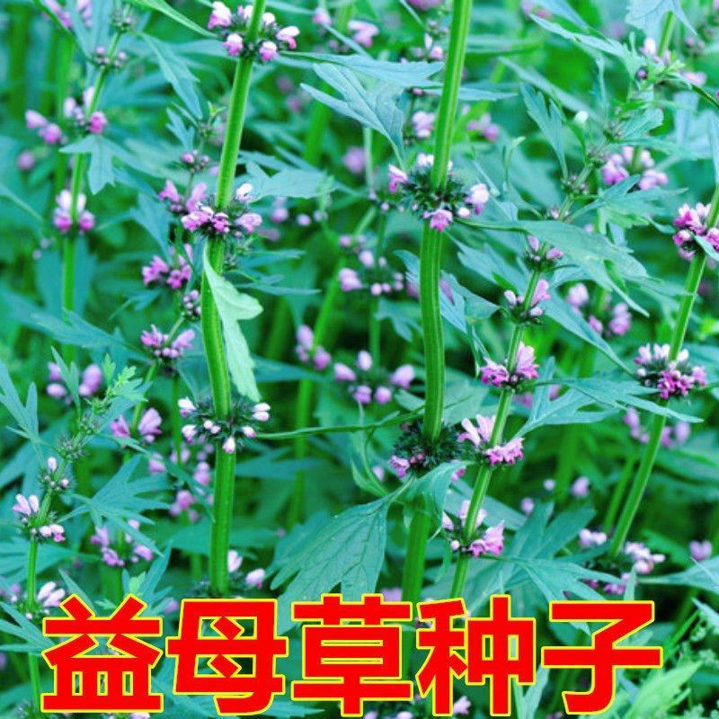 益母草药用药材四季种易活花种子花籽室内盆栽庭院绿化多年生